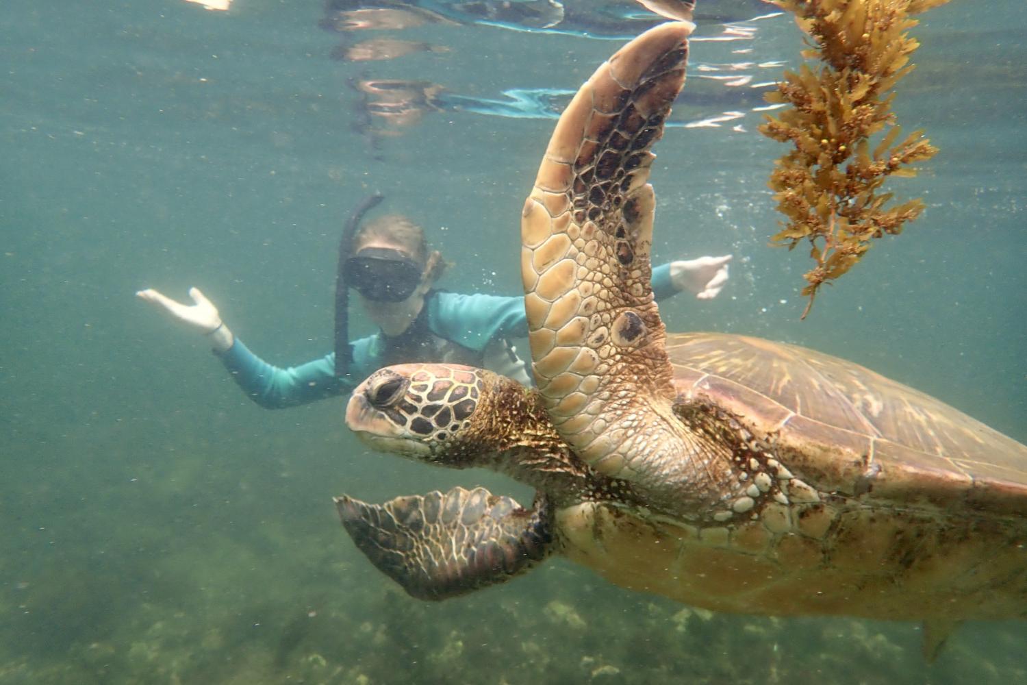 一名<a href='http://zmim.ngskmc-eis.net'>博彩网址大全</a>学生在Galápagos群岛游学途中与一只巨龟游泳.